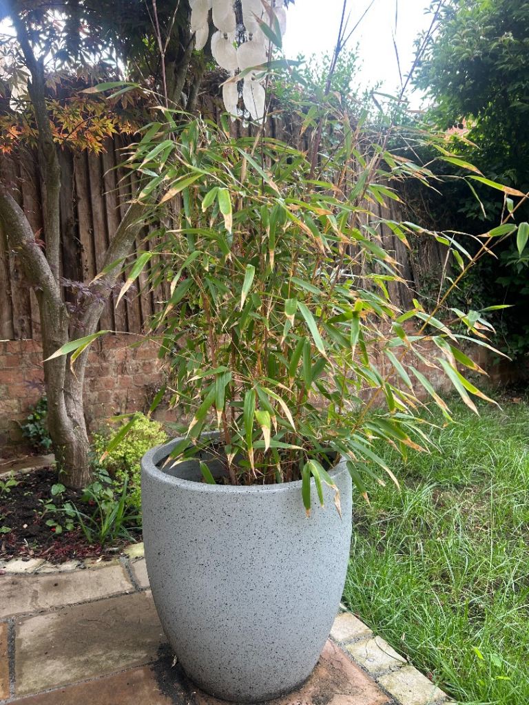 2 bamboo plants