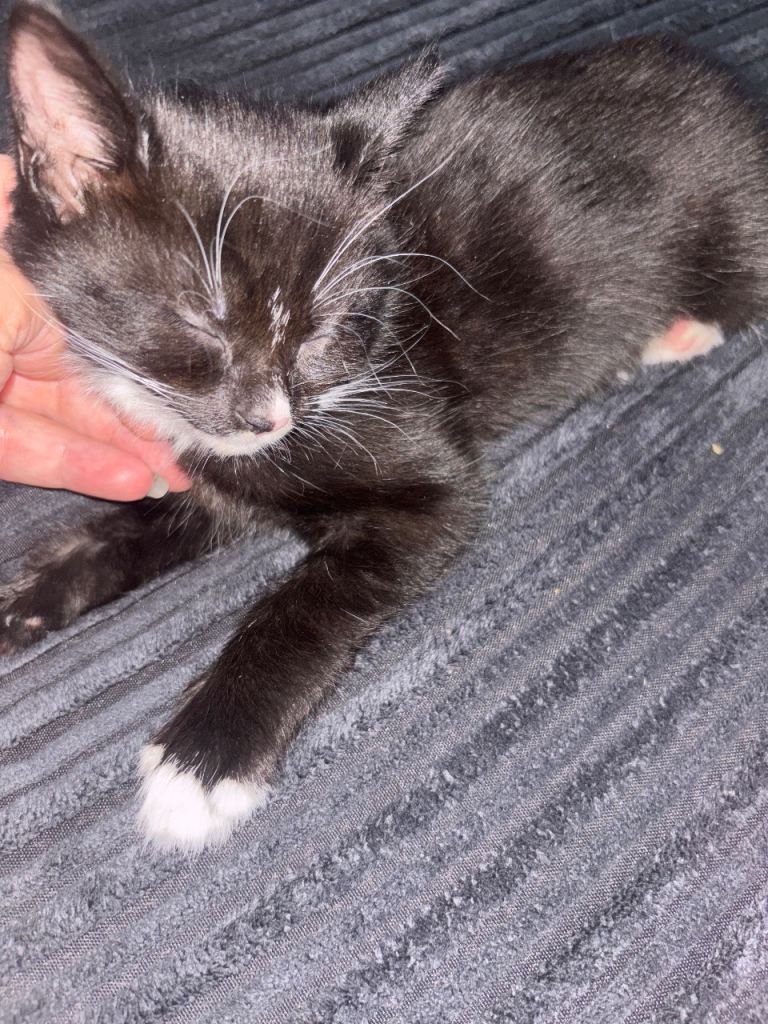 Tuxedo kittens * only one kitten left - female *