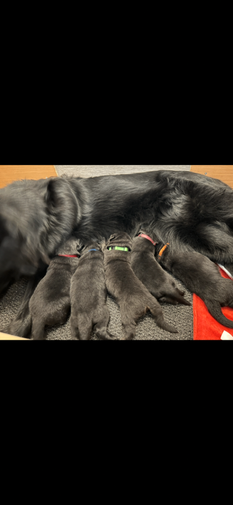 German shepherd pups