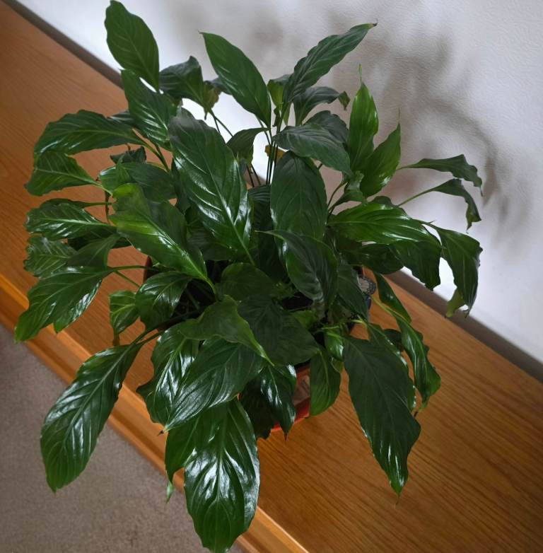 Peace Lily plant 