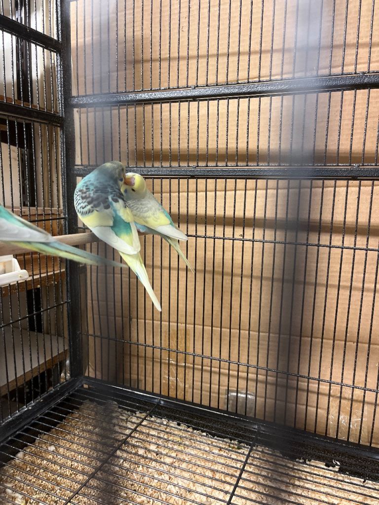 Baby budgies