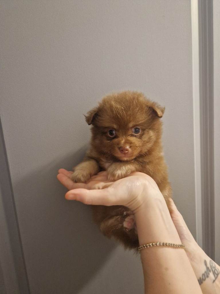 Cute Pomeranian Puppys