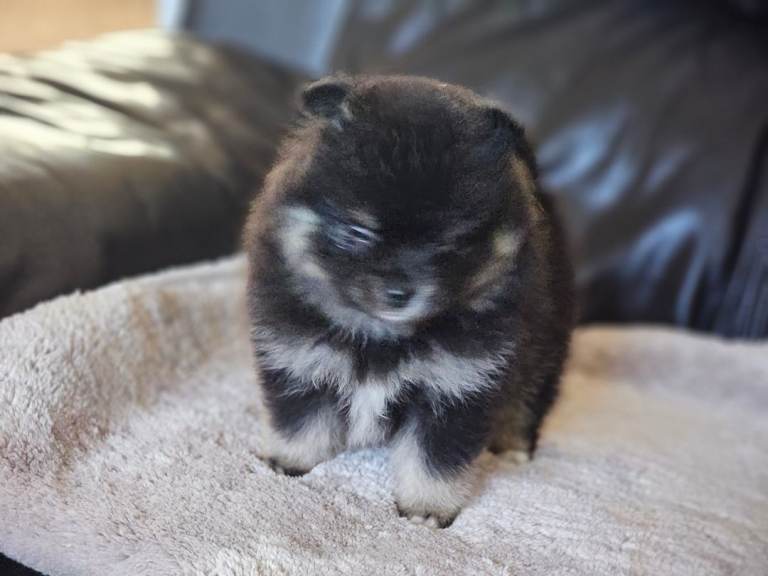 1 pomeranian baby boy