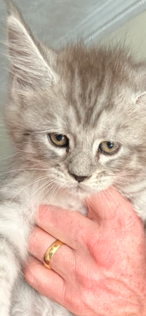 Maine Coon Kittens Ready Now