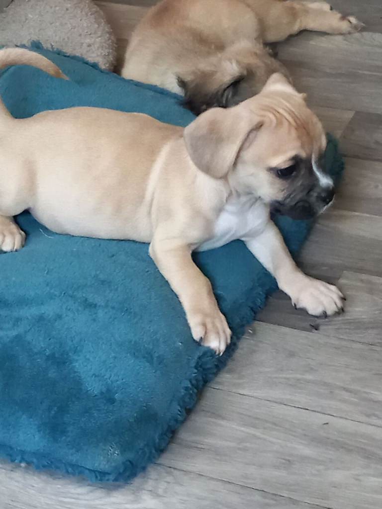 Last puppy for sale 
