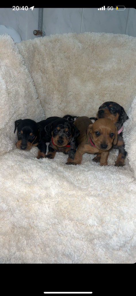 🐾 Tinkerbell & Chocolate’s Beautiful Puppies – 8 Little Sweethearts! 🍫👑 | Shipley, West Yorkshire