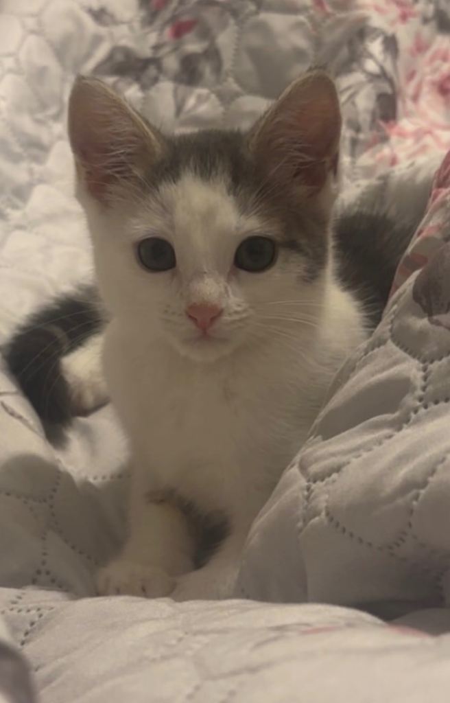 Kitten for sale 