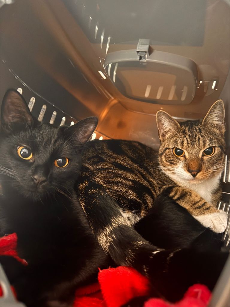 2 Cats for Sale 