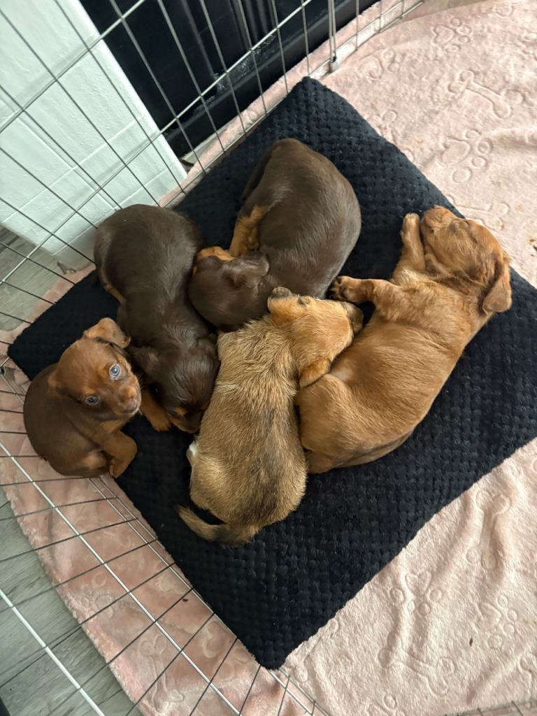 Cross miniature chocolate dachshund/ shipoo