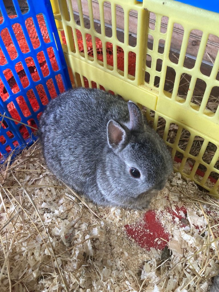 Netherland Dwarf Rabbit