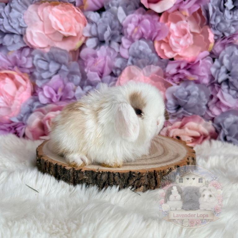 🌸 Purebred Mini Lops - Adults & Babies 🌸 xxx