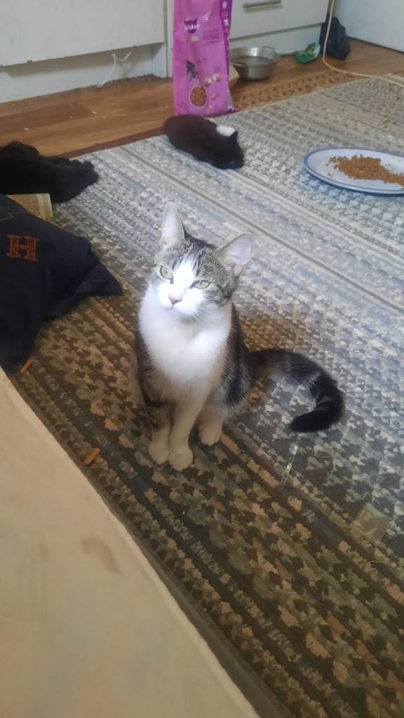 Cats looking for home for free