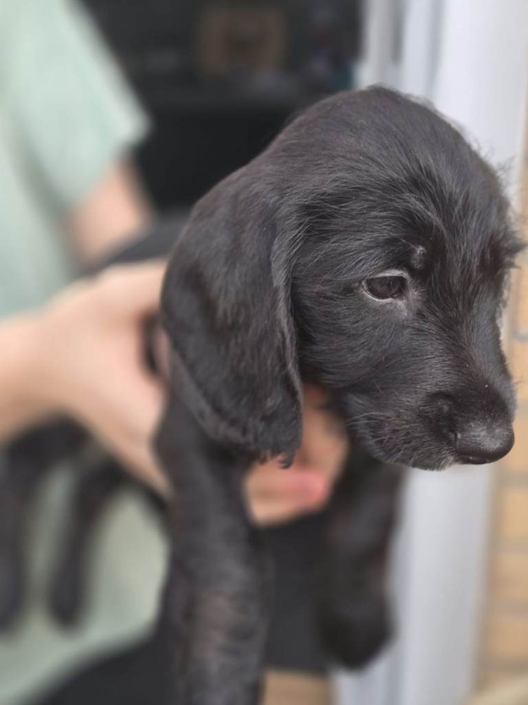 Doxipoo puppies READY NOW 