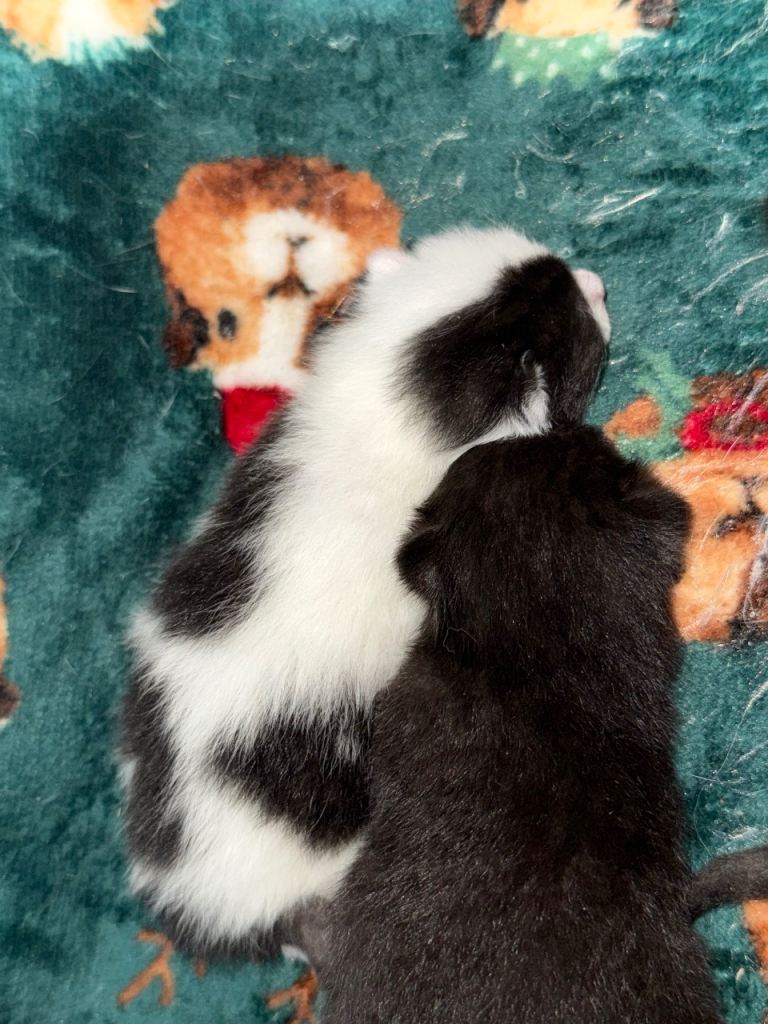 Beautiful fluffy kittens available 