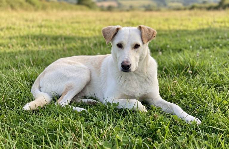 Dino: A Sweet & Gentle Labrador/German Shepherd Mix