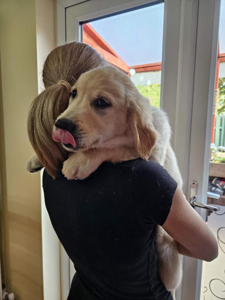 ALL PUPPIES RESERVED Beautiful Golden Retriever