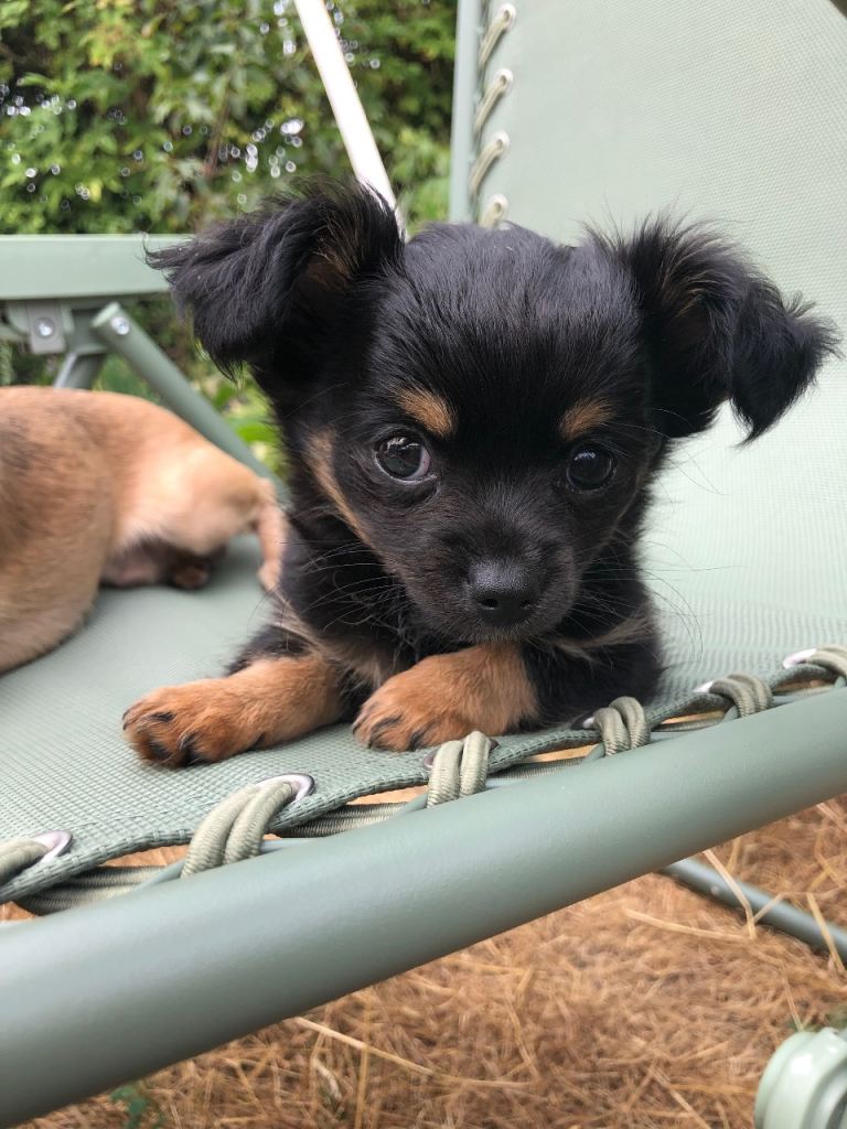Black Tricolour long coat chihuahua puppy