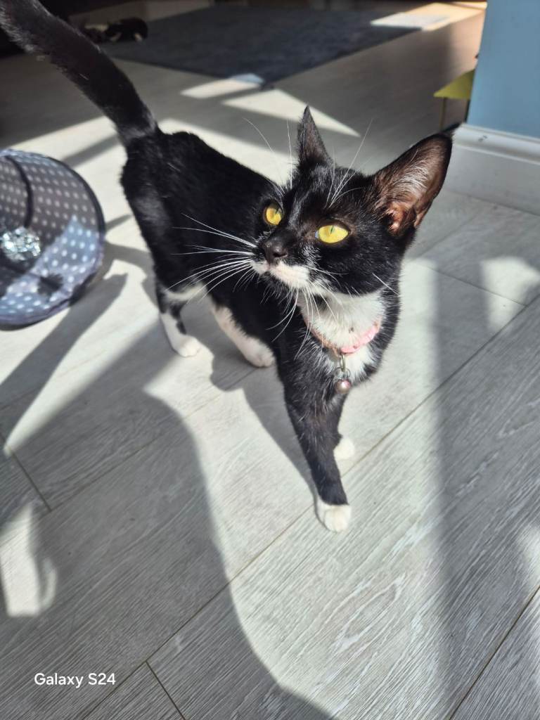 Cat for sale