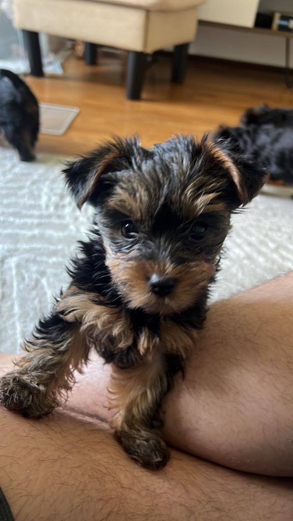 Female Pure Breed Mini Yorkshire Terrier