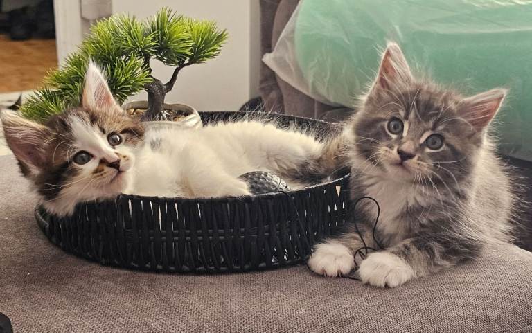 10 weeks ready to leave Kittens (mum is maine coon cross) 