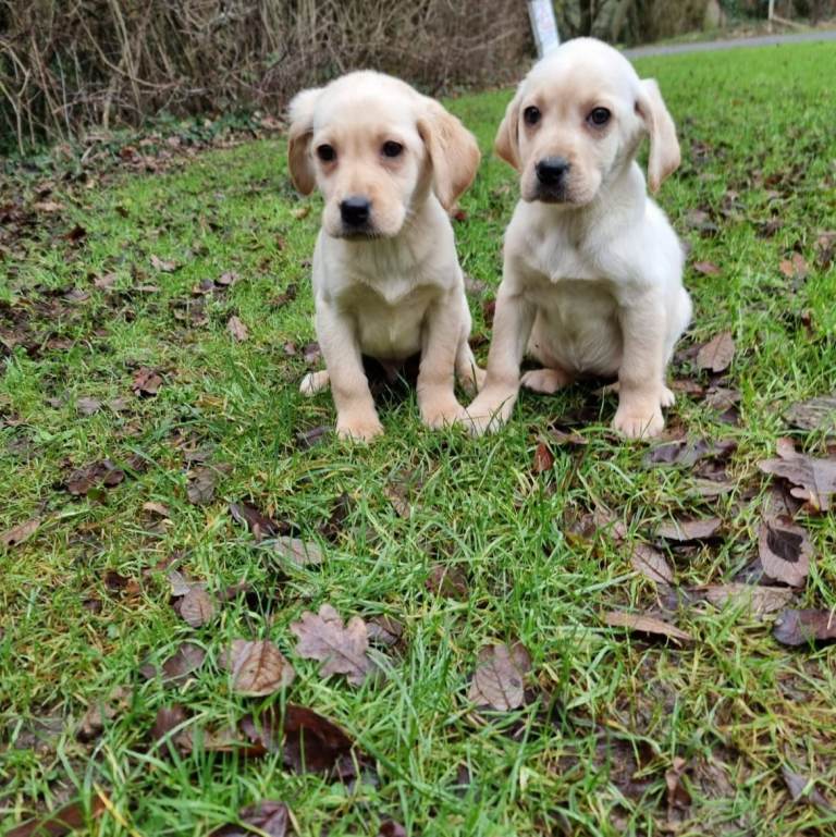 Labrador puppies 