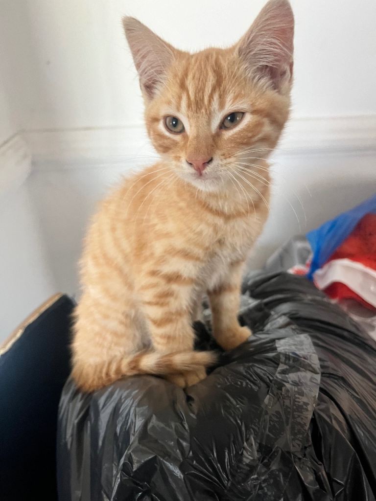 Ginger male kitten 