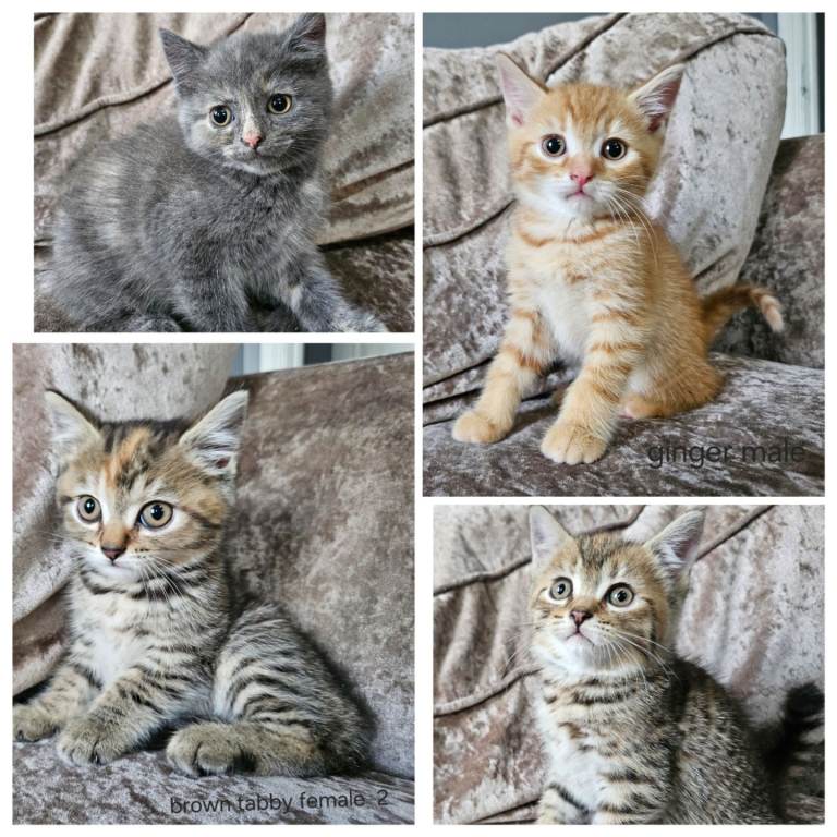 5 kittens x British blue shorthair crossed