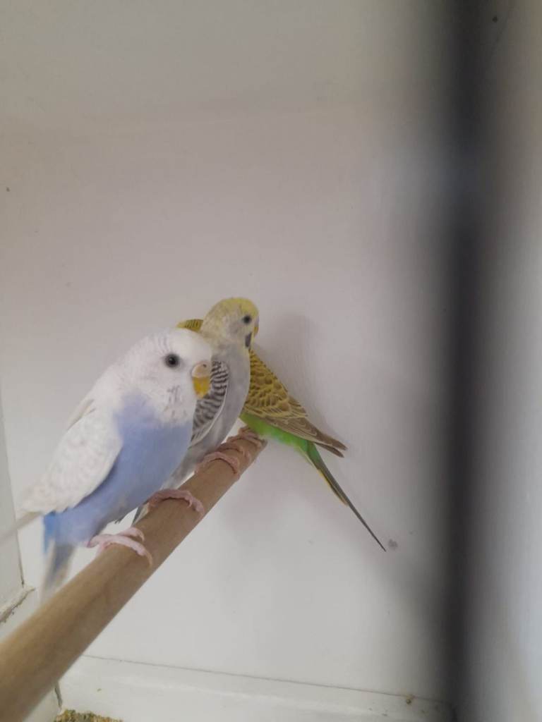 Budgies and baby cockatiels 