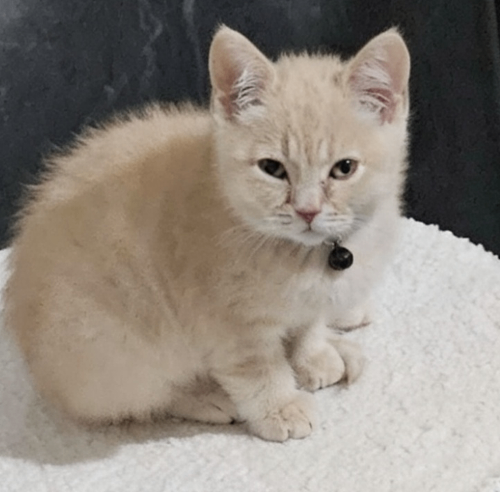  STUNNING CREAM BRITISH SHORTHAIR BOY — 12 WEEKS OLD 