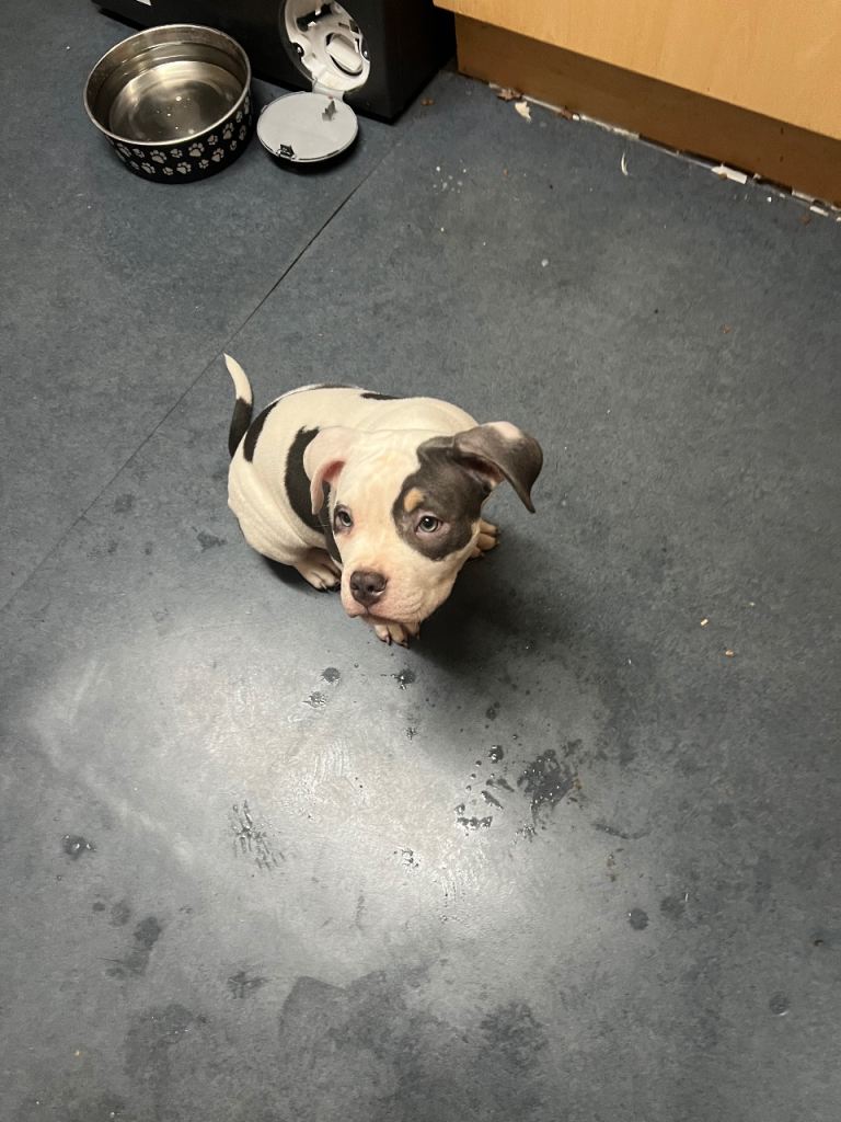 Pocket Bully Girl puppy for sale