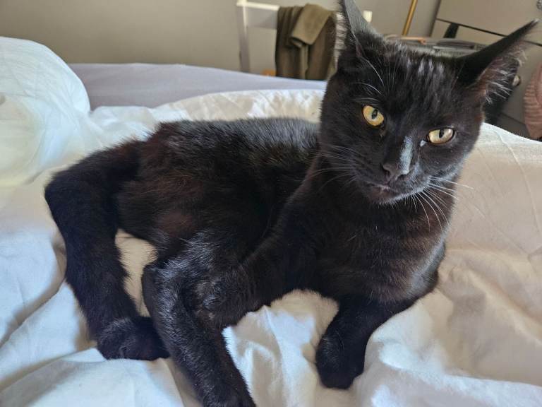 Maine coon cross kitten for sale