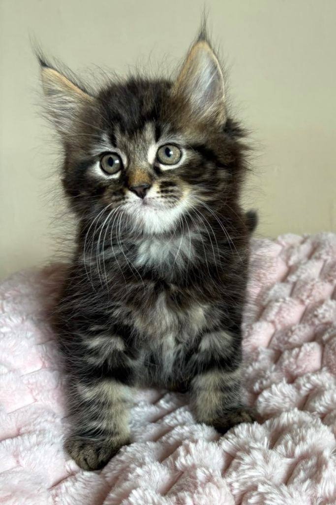 Long Haired Kittens Available 