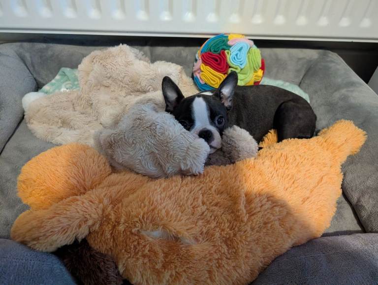 Fully vaccinated and KC Registered Boston terrier puppy 