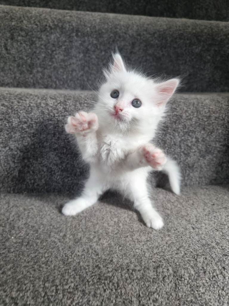 Beautiful Kitten Mainecoon and Turkish Angora 