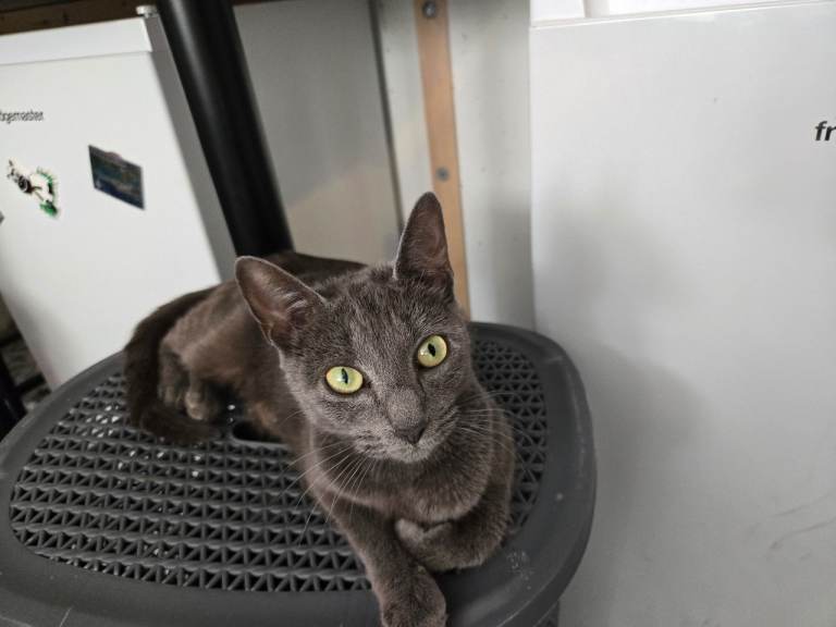 British Shorthair 