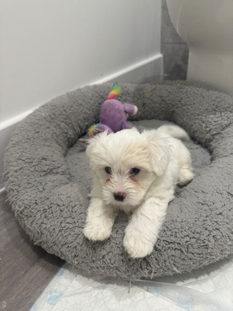 Bichon puppy 