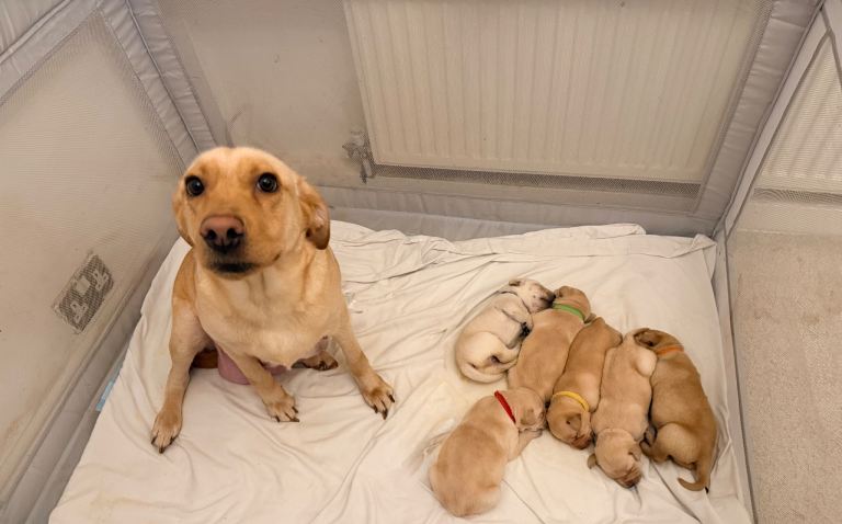 2 beautiful Labrador boys left 