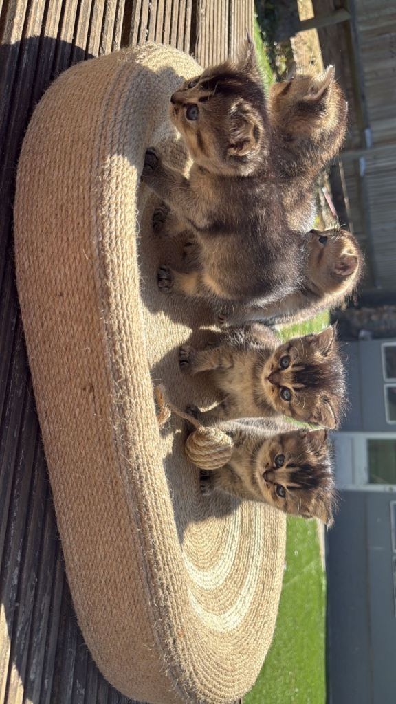 Kittens For Sale