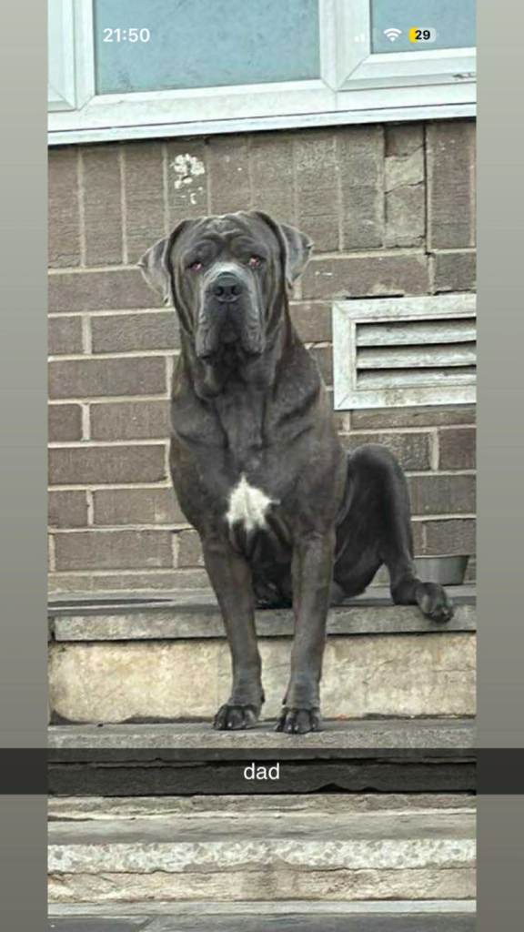 Beautiful cane corso puppies