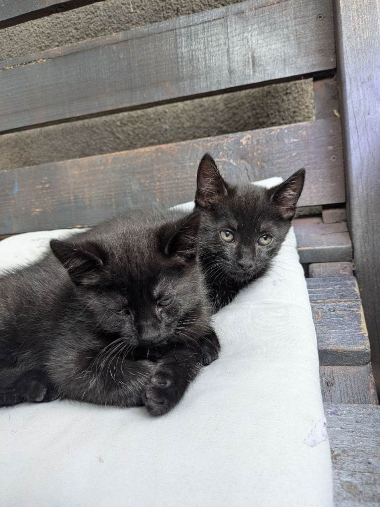 Kittens for sale 