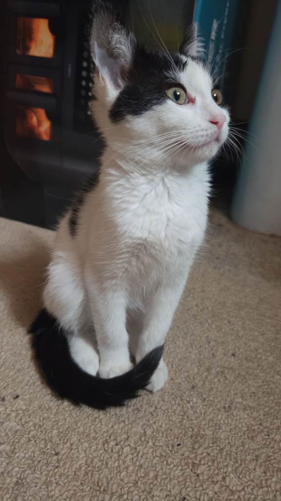 Kitten for sale
