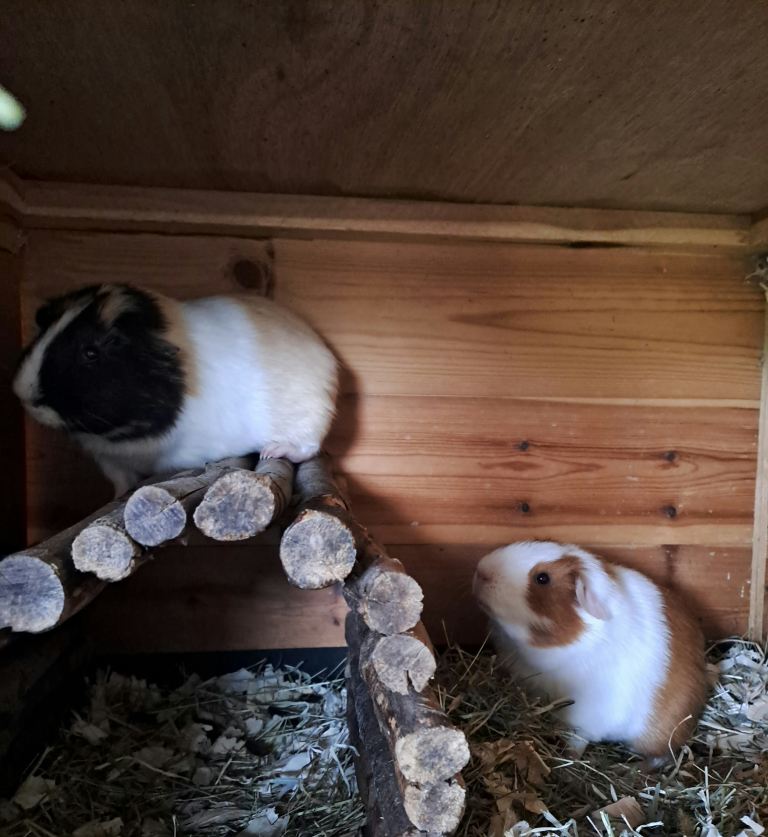 Gorgeous guinea pigs looking for their new forever homes 