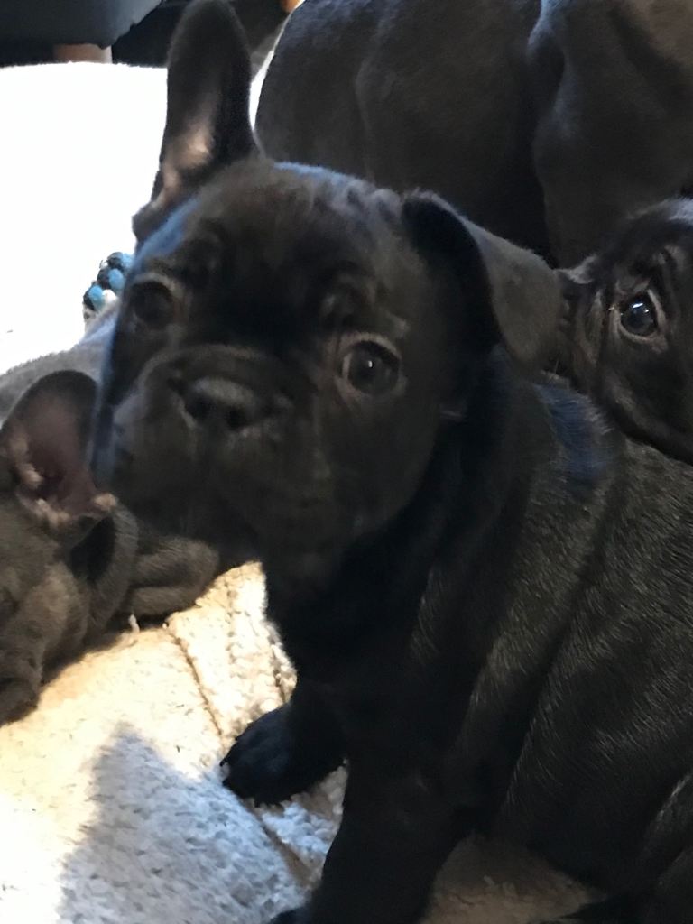 French bulldog puppies , ready to leave 11th June 
