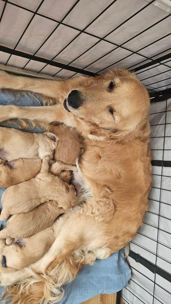 Mini Goldendoodles for sale
