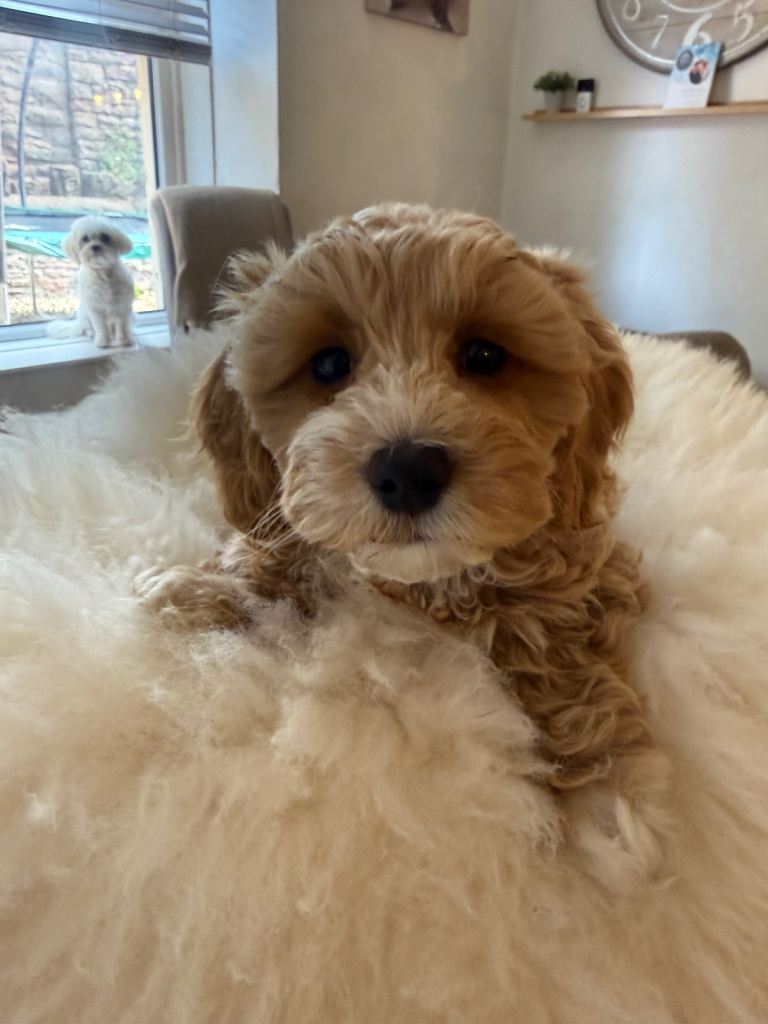 Beautiful Maltipoo Puppies – Only 2 Left! 🐶