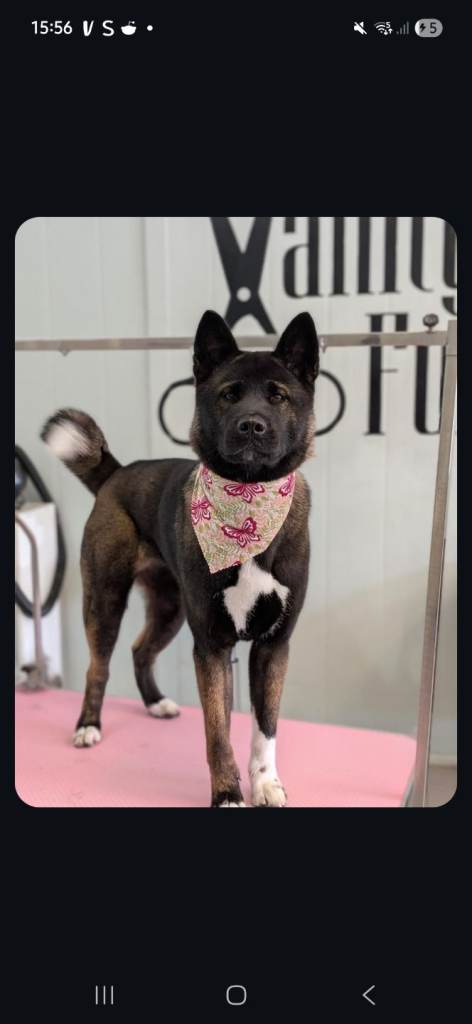 Akita