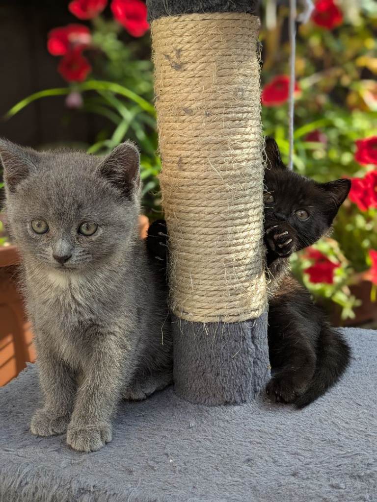 British short hair kittens 