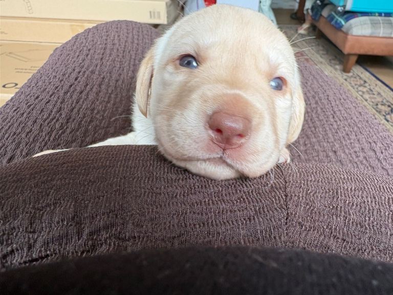 Choc labs