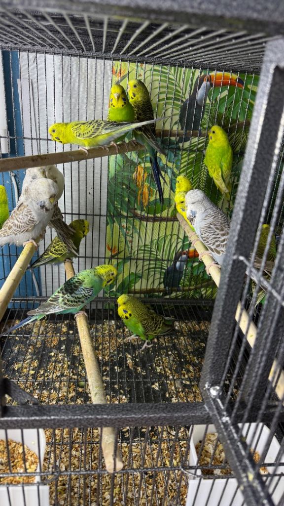 Budgies