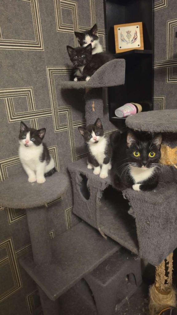 Coondoll XDSH Kittens